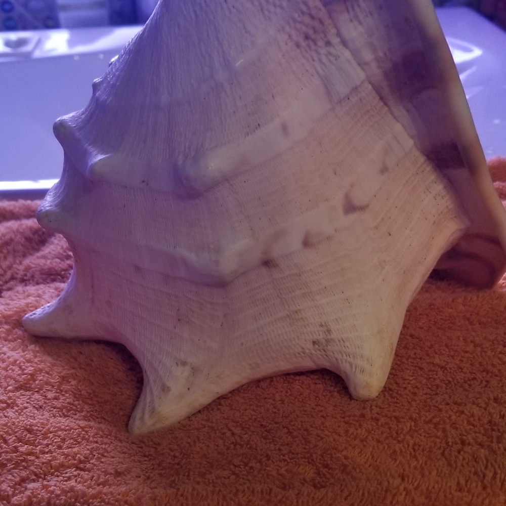 Sea Shell